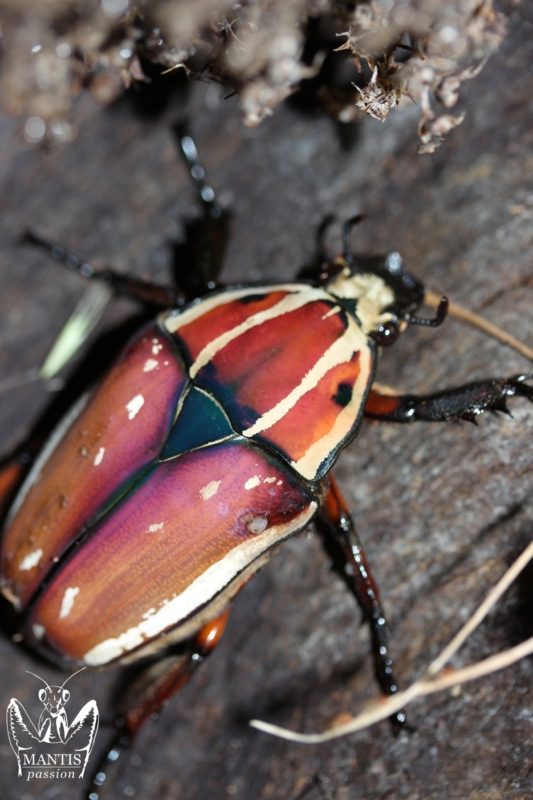 mecynorrhina-torquata-ugandensis-flamme-7