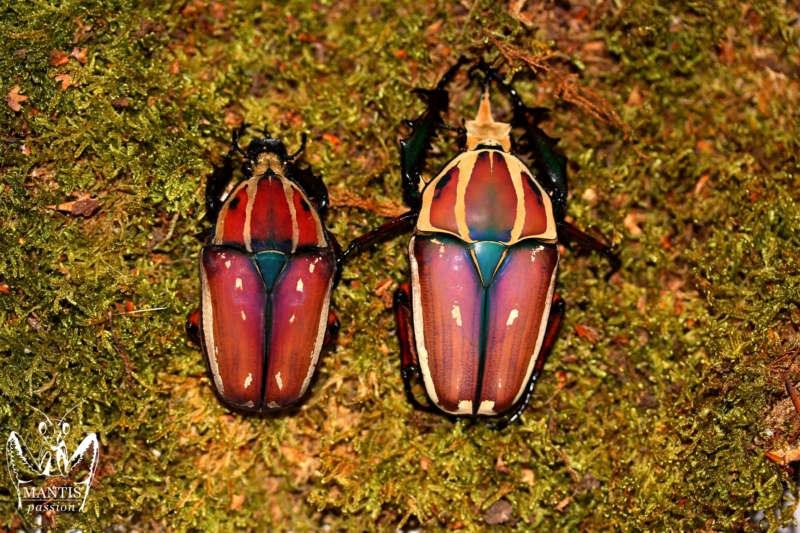 mecynorrhina-torquata-ugandensis-flamme-8