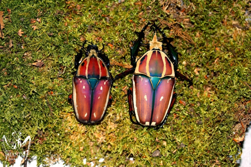 mecynorrhina-torquata-ugandensis-flamme-9