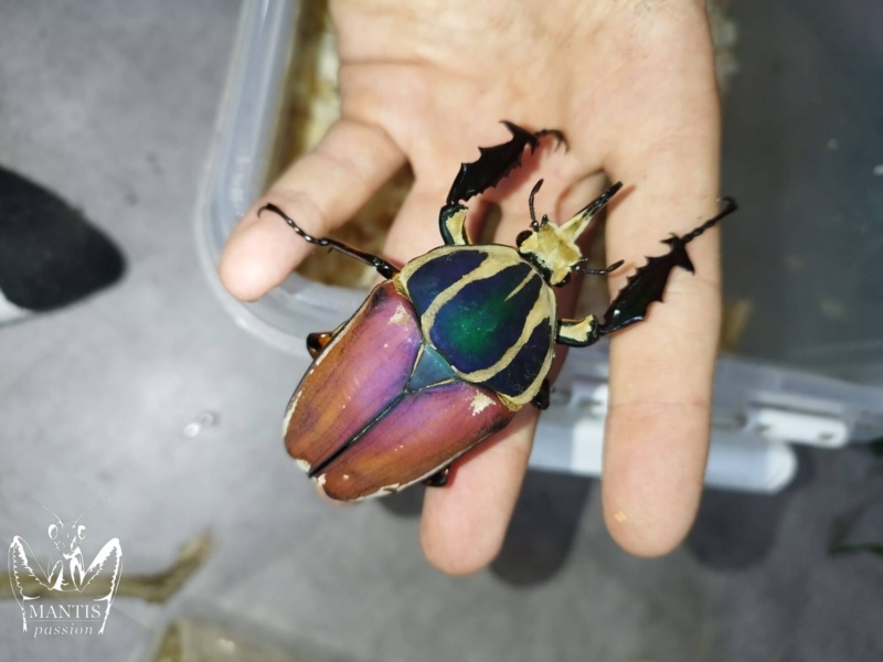Mecynorrhina torquata ugandensis Mix