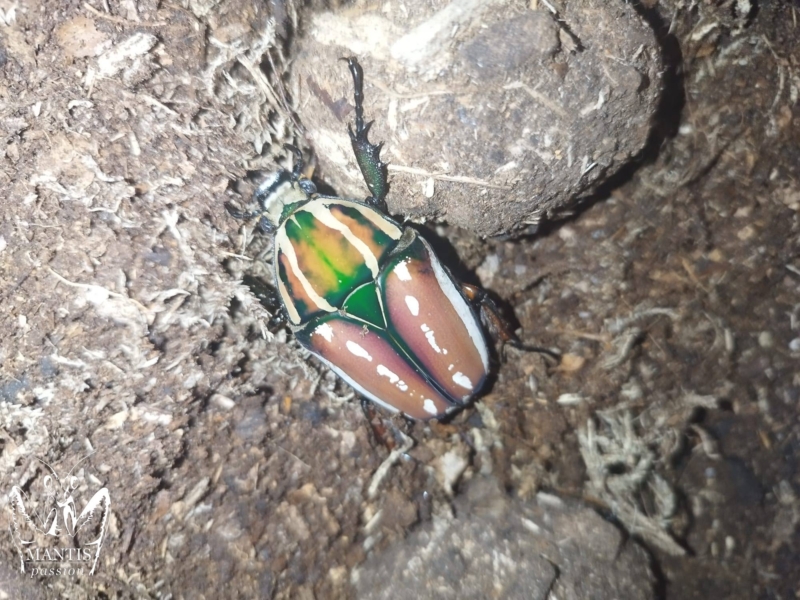 mecynorrhina-torquata-ugandensis-2