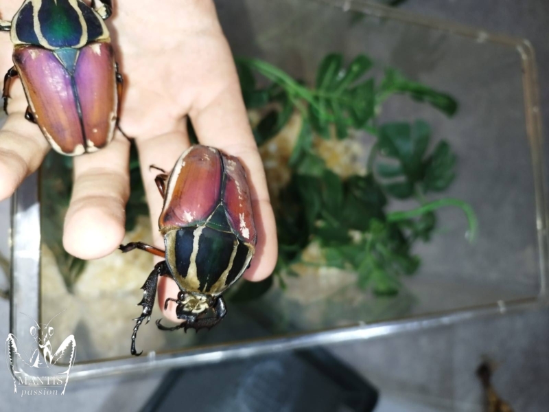 mecynorrhina-torquata-ugandensis-3