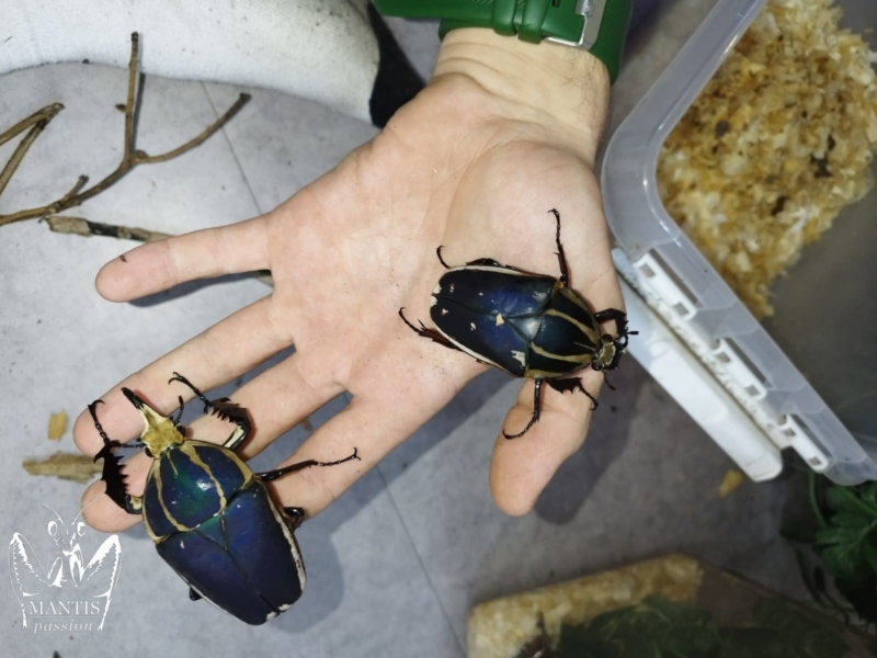 mecynorrhina-torquata-ugandensis-4