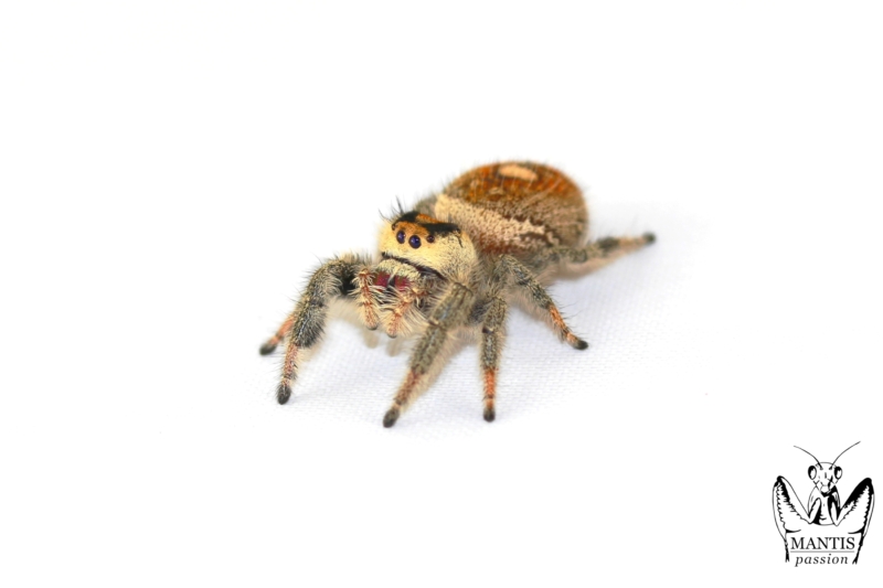 phidippus-regius-aventura-fl-10