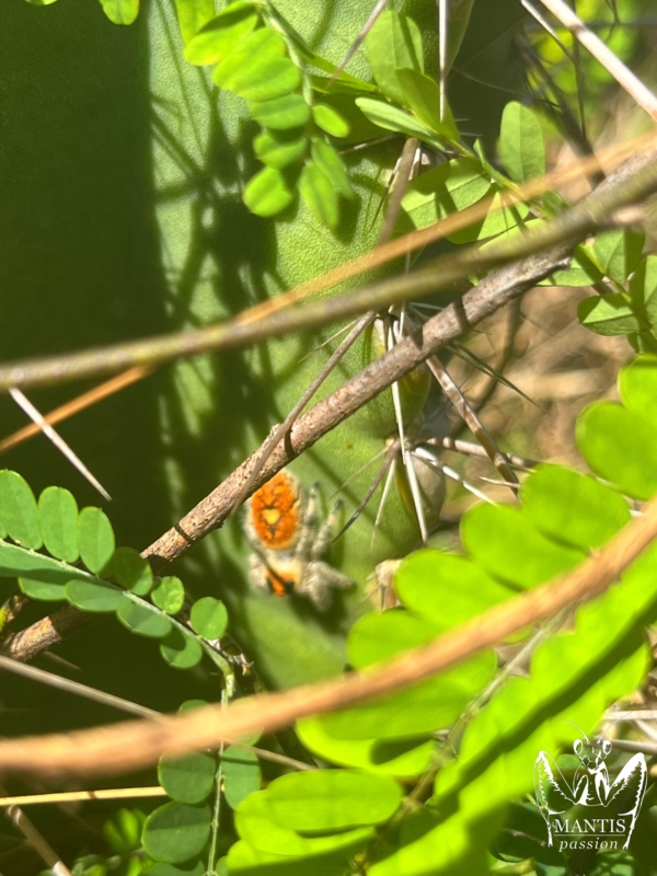 phidippus-regius-aventura-fl-3