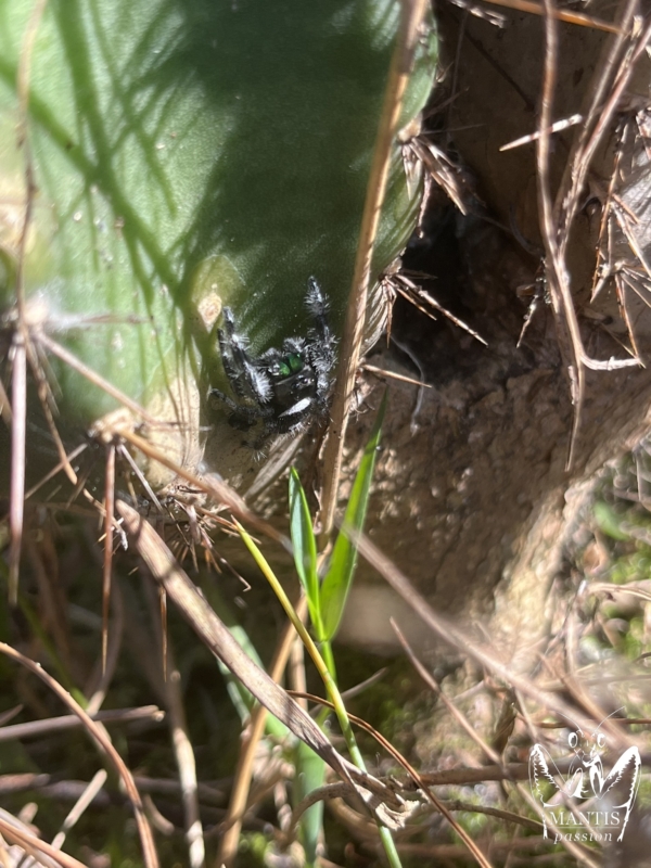 phidippus-regius-aventura-fl-4