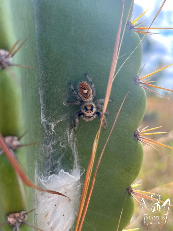 phidippus-regius-aventura-fl-5