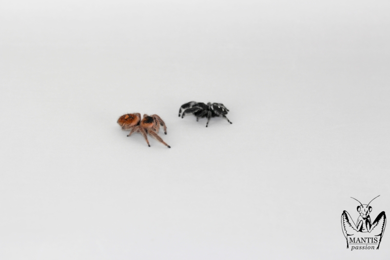 phidippus-regius-aventura-fl-7