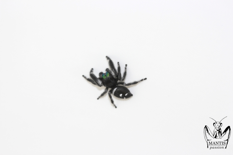 phidippus-regius-aventura-fl-8