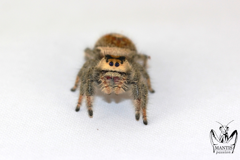 Phidippus regius "Aventura, FL"