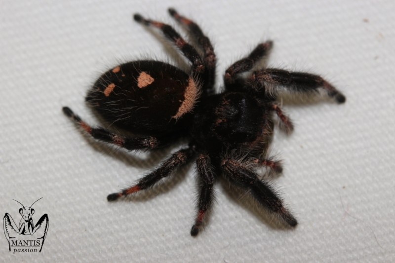 Phidippus regius bahamas (2)