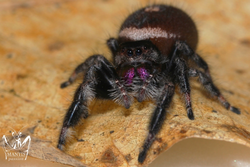 Phidippus regius bahamas (4)