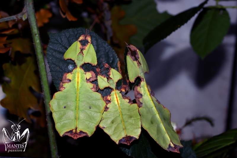 Phyllium giganteum