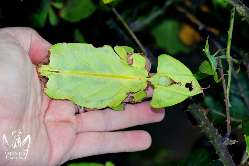 phyllium-giganteum-4