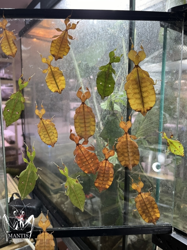 phyllium-letiranti-2