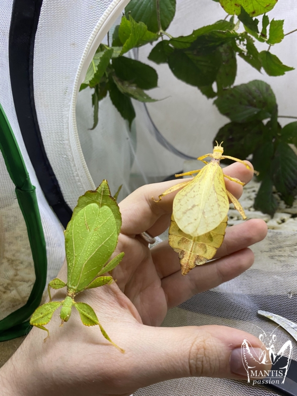 phyllium-philippinicum-1