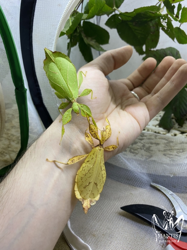 phyllium-philippinicum-2