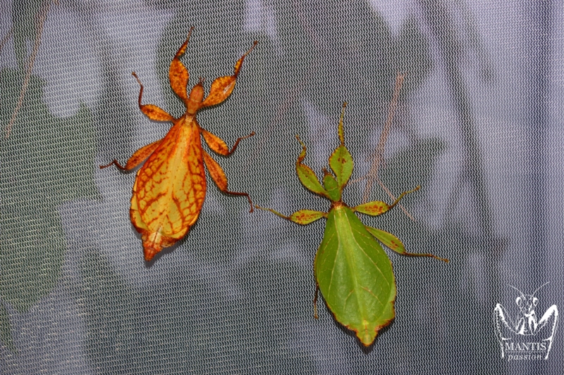Phyllium philippinicum