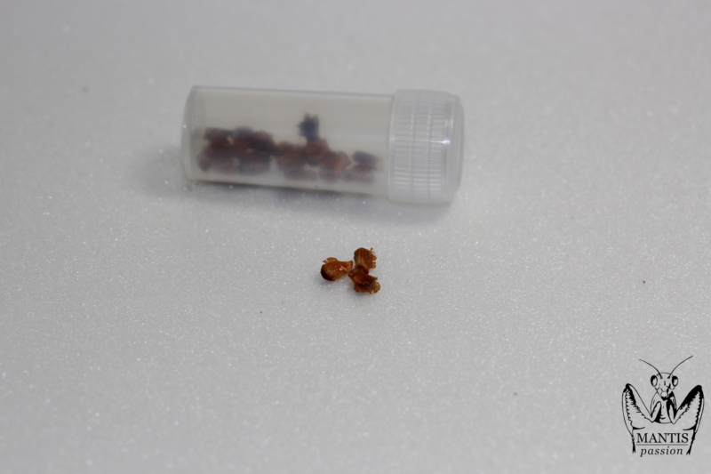 phyllium-philippinicum-8