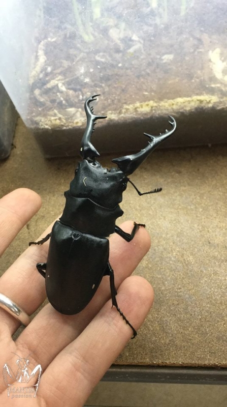 prosopocoilus-giraffa-keisukei-1