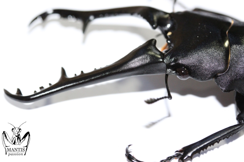 prosopocoilus-giraffa-keisukei-10