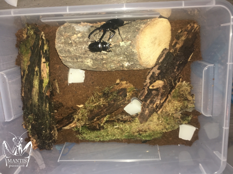 prosopocoilus-giraffa-keisukei-2