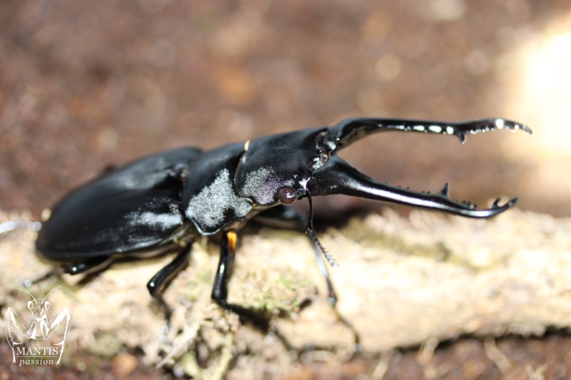 prosopocoilus-giraffa-keisukei-3
