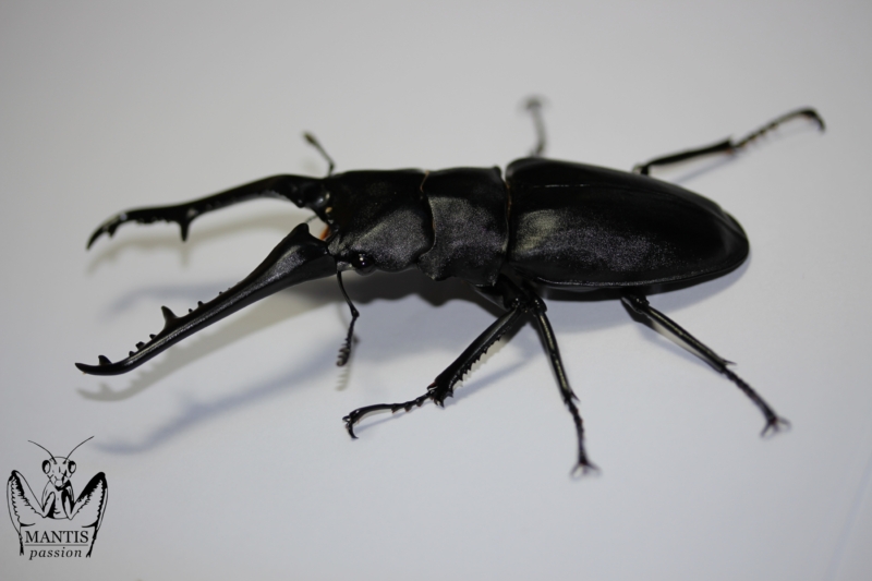 prosopocoilus-giraffa-keisukei-5