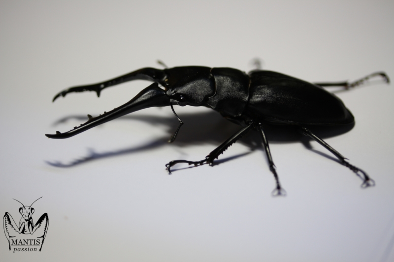 prosopocoilus-giraffa-keisukei-6