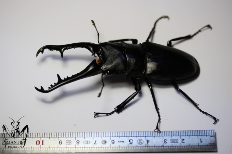 Prosopocoilus giraffa keisukei