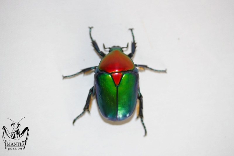 Protaetia speciosa jousselini