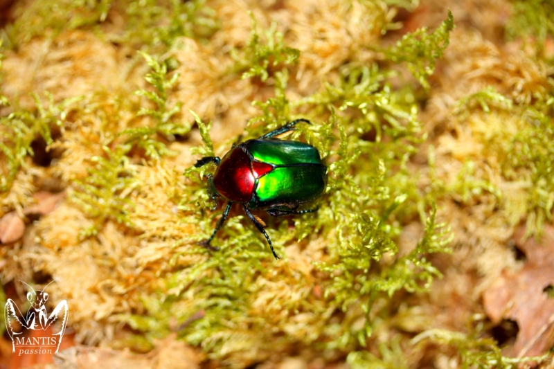 protaetia-speciosa-jousselini-4