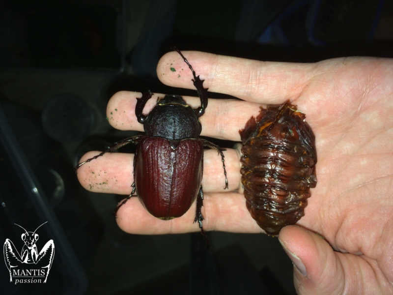 trypoxylus-dichotomus-septentrionalis-1