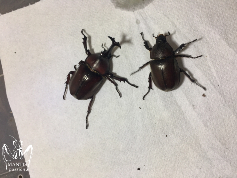 Trypoxylus dichotomus septentrionalis