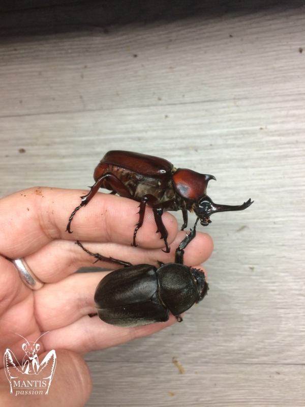 trypoxylus-dichotomus-septentrionalis-5