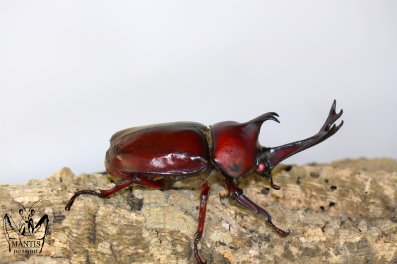 trypoxylus-dichotomus-septentrionalis-red-1