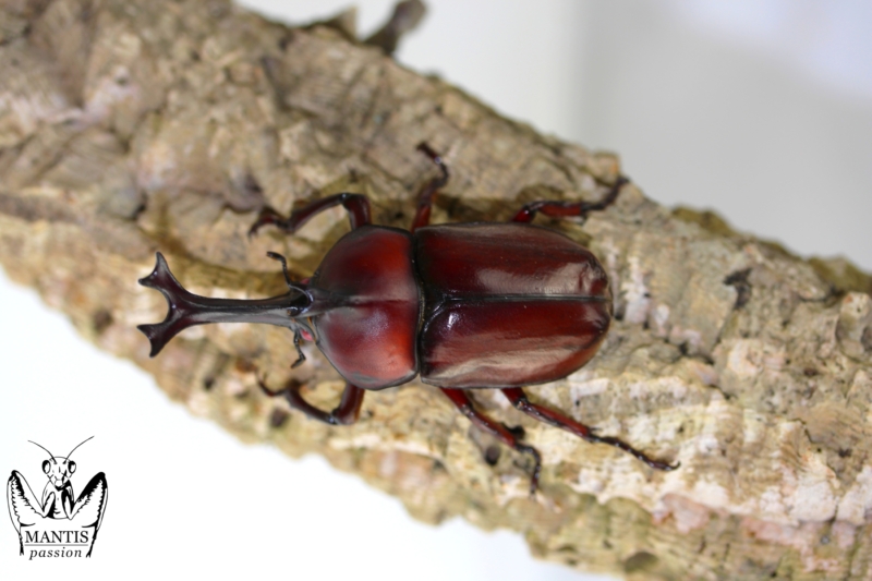 trypoxylus-dichotomus-septentrionalis-red-2