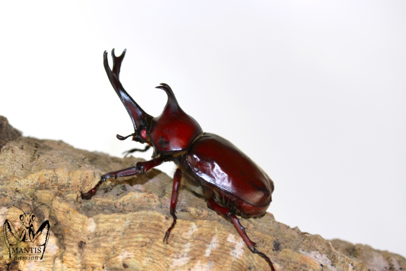 trypoxylus-dichotomus-septentrionalis-red-3