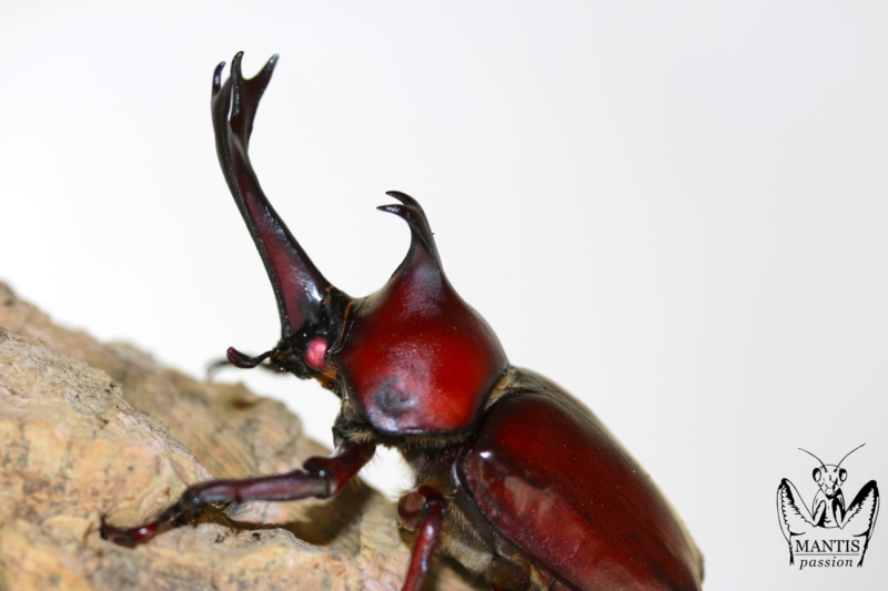 Trypoxylus dichotomus septentrionalis RED