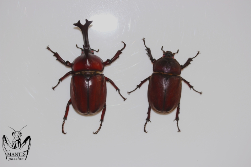 trypoxylus-dichotomus-septentrionalis-red-5