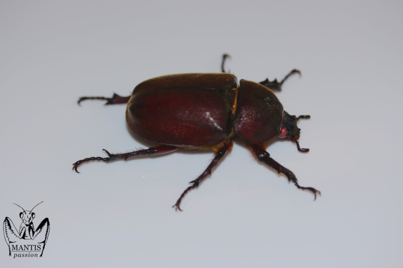 trypoxylus-dichotomus-septentrionalis-red-6