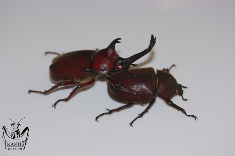trypoxylus-dichotomus-septentrionalis-red-7