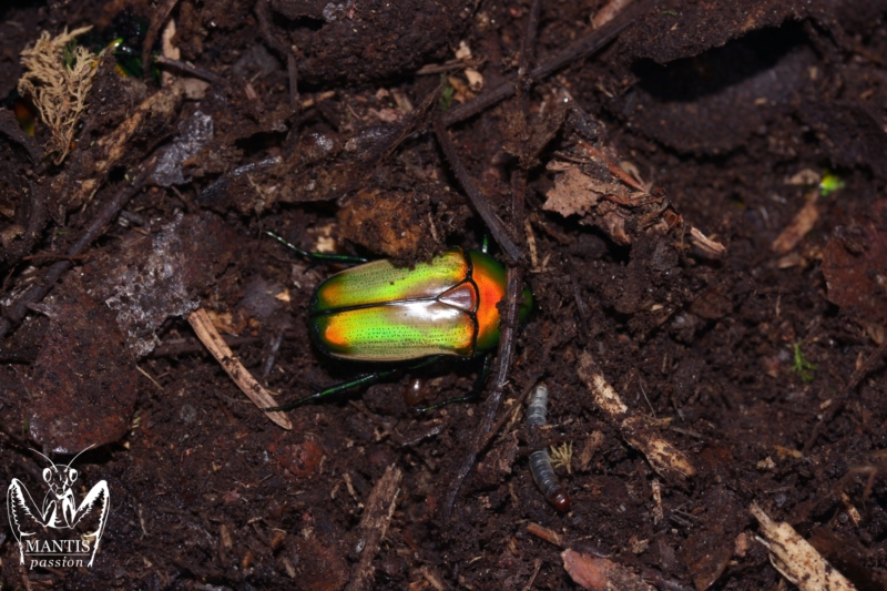 Chlorocala africana camerunica